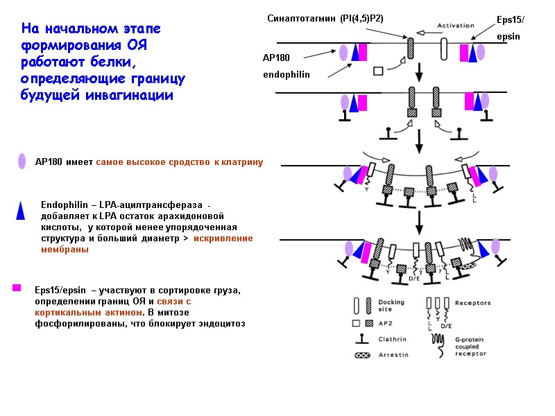 AP180 имеет самое высокое сродство к клатрину Endophilin – LPA-ацилтрансфераза  - добавляет к